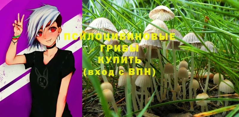 где найти наркотики  Шумерля  Галлюциногенные грибы MAGIC MUSHROOMS 